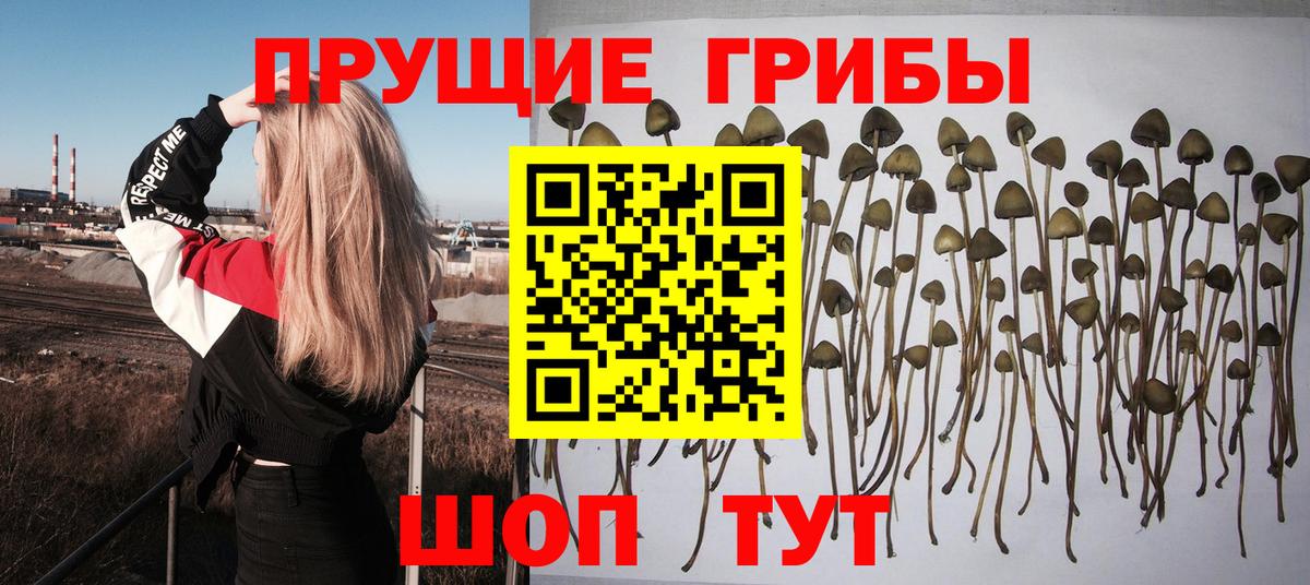 купить наркотики цена  Псилоцибиновые грибы прущие грибы  Вход с VPN  Сегежа 